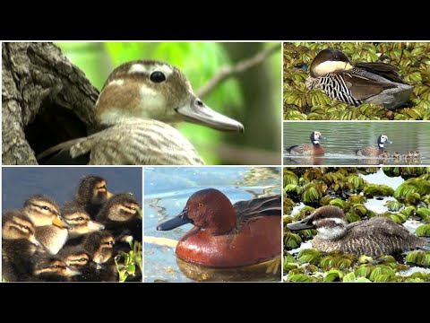 TEMPORADA de PATOS  * Las especies y sus características /  DUCK SEASON