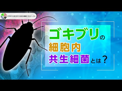 腸内細菌がゴキブリの集まりに「呼びかけ」