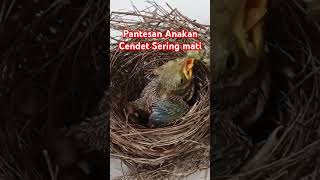 Download lagu Penyebab Anakan Cendet Sering Mati #anakancendet#lolohancendet#kicaumania #kicau#birds #cendet mp3