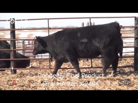 lot 14 connealy final product