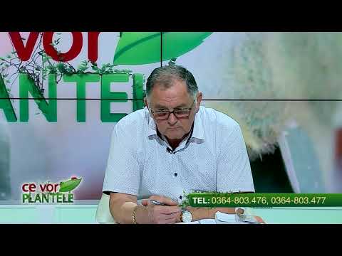 Ce tratamente aplicăm la tufele afin?