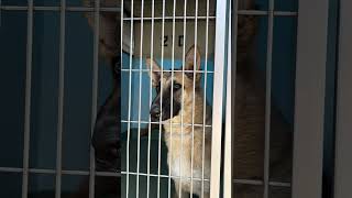 Video preview image #1 German Shepherd Dog Puppy For Sale in Pasadena, CA, USA