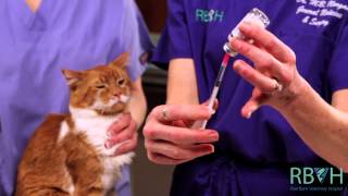 How to Give Your Pet an Injection Under the Skin