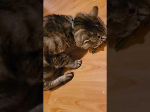 Silver Tabby Loves Catnip