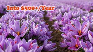 How to Grow Saffron at Home – Rare Spice, Big Profit