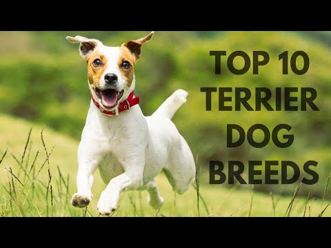 TOP 10 TERRIER DOG BREEDS/ TOP 10 TERIERÓW