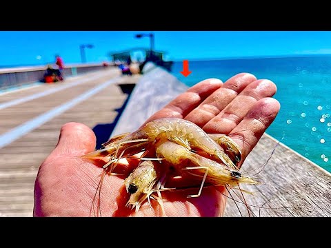 Saltwater PIER FISHING with Shrimp!