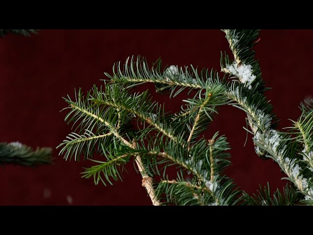 К Новому году в России подорожают живые ёлки