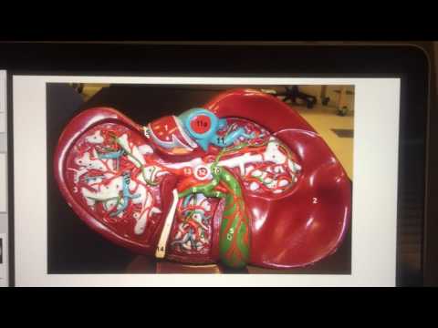 Liver Model - Valle Anatomy 32
