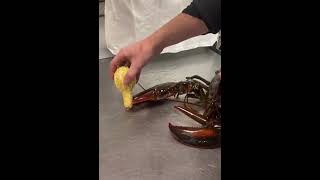 Can Rocco crush a gourd__ #rocco #maine #lobster #crush #fall #fyp