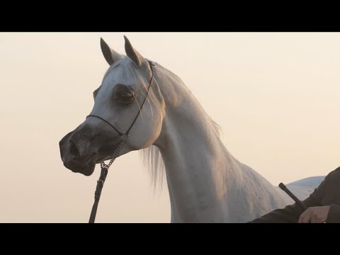 ⚜️ EL MEDIARA⁣ ⚜️ (Eryks x El Emeera)⁣, 2022 PRIDE OF POLAND