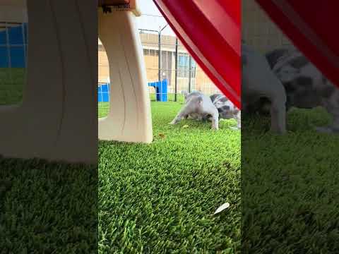 Video 2