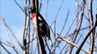 Download lagu Rose breasted Grosbeak Singing mp3