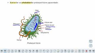Eğitim Vadisi 9.Sınıf Biyoloji 7.Föy Hücre ve Hücre Teorisi Konu Anlatım Videoları