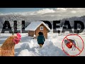 COLD SNAP WARNING Why Heating Your Coop Can KILL Chickens