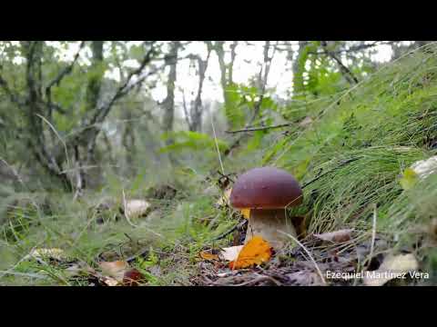 フィロディテス・ルテオルス