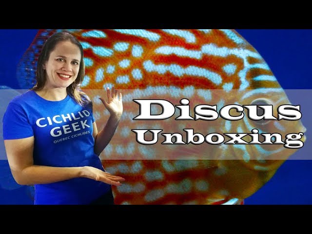Unboxing Stendker Discus - Amazing Aquarium Fish