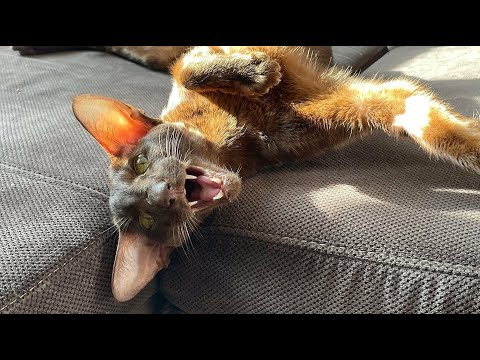 Oriental Shorthair Cat Carla Looks So Good with Sunshine