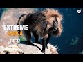 The Simien Mountains हिन्दी डॉक्यूमेंट्री Wildlife Documentary