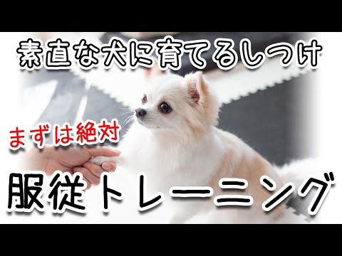 チワワのしつけ - 基本的なテクニックとコマンド