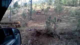 preview picture of video 'Elk ruidoso'