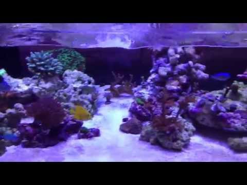 80 Rimless Reef Tank