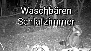 Waschbären machen Unanständige Sachen vor der Kamera