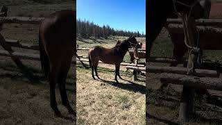 Video 4