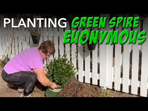 ヴィーゼン・ピッパウ 植物