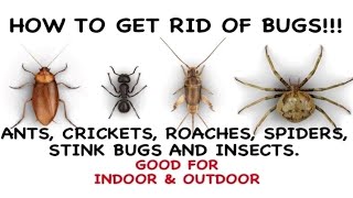 HOW TO GET RID OF BUGS | DIY BUG SPRAY FOR THE HOUSE | INDOOR AND OUTDOOR