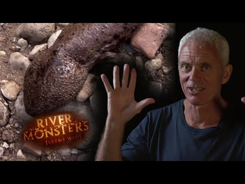 Catching A Japanese Salamander | JEREMY REACTS | River Monsters