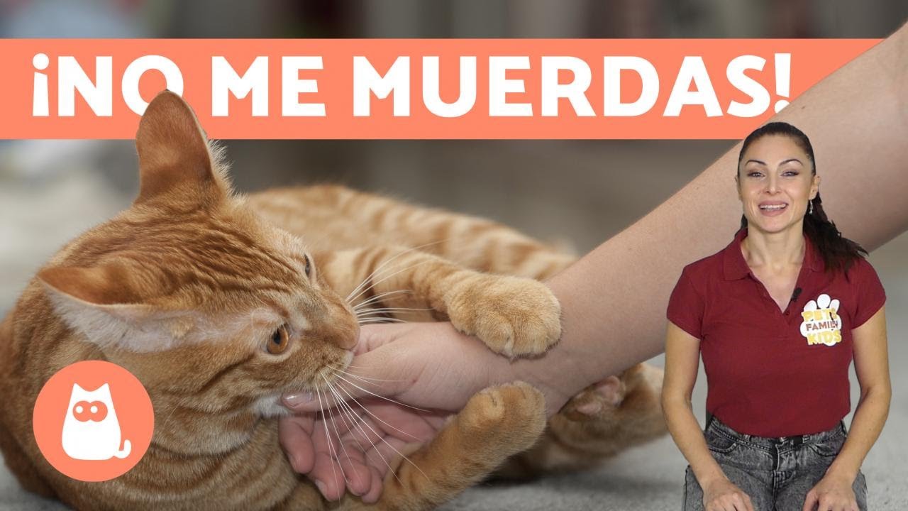 ¿Por qué mi GATO me MUERDE DE REPENTE ⚡ Causas y Qué Hacer