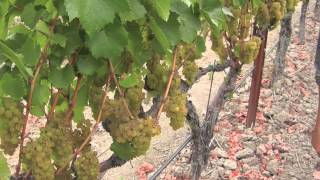 Mira Winery, Gustavo Gonzalez- Chardonnay, Napa Valley