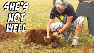 Are Mini HIGHLAND Cows Too Much Trouble?