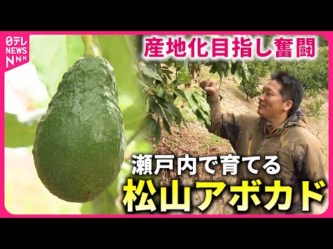 アボカド園の果物の管理による潜在的な健康上の利点