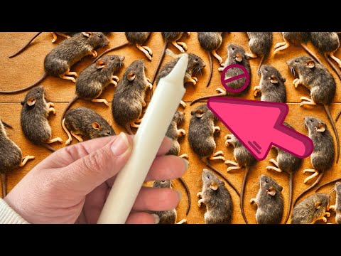Get rid of MICE AND RATS with just 1 CANDLE! Make your own TRAP!