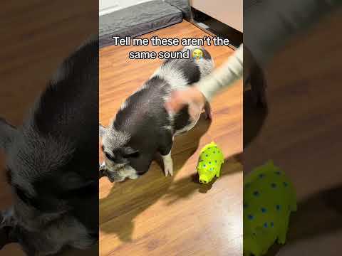Bet You Didn’t Know Pigs Were This Fun 😂🐷#pig#minipigs#babypig#funny#for #animal#fyp #foryoupage