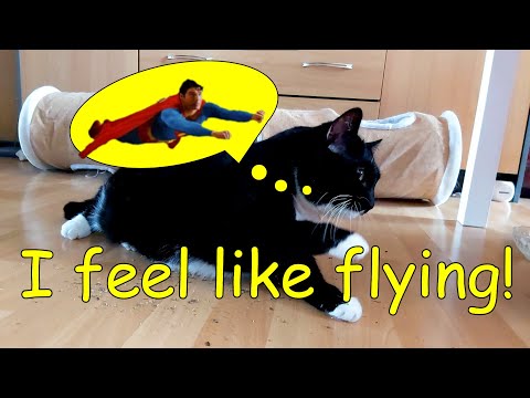 New cat toy + Catnip = bunny kicks and.. Superman..? Try not to laugh 🤣