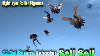 Highflayer Roller Pigeons Sell Sell || 22.Sal Purana Kabootar || Seling Me Roller Pigeons Kutch