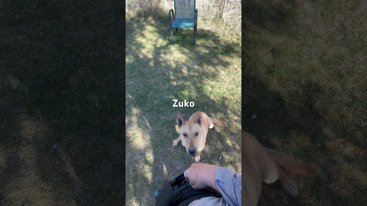 Zuko, a Adoptable mixed breed in Durango, CO video 3/3