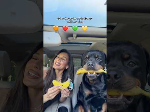 NOT AN ACTUAL BANANA 😭🍌 @nalatheneedyrottie #rottweiler #challenge   #trend #dogmum
