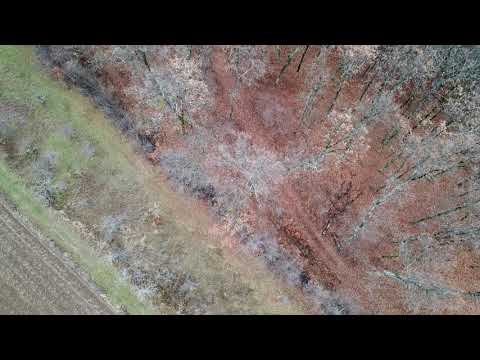 Forest on Ciomagesti