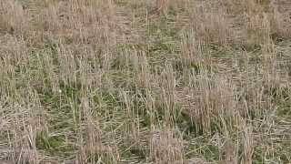 Barley destroyed by Greylag geese in Orkney