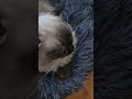 he is comfortable 🌊🥰 #bed #cat #ragdoll #tomboy