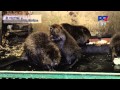 Красоты Черноземья В гостях у бобра Воронежский государственный заповедник 