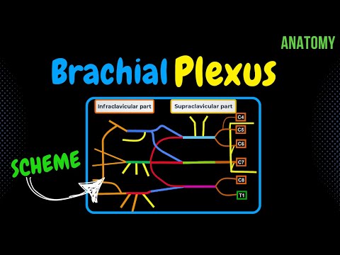 Brachial Plexus (Scheme + Quiz) | Anatomy