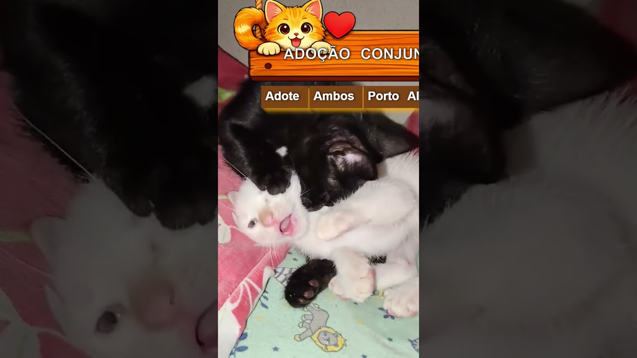 Gato raça SRD-ViraLata idade 2 a 6 meses nome ADOÇÃO CONJUNTA