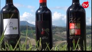 preview picture of video 'A Staffolo per scoprire e assaggiare i vini tipici marchigiani!'