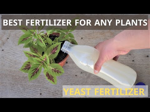 best fertilizer for plants | yeast fertilizer