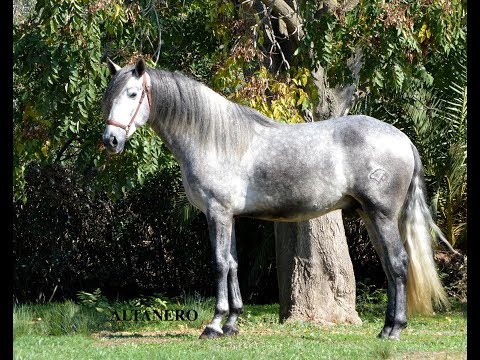 PRE Stallion ALTANERO for sale I